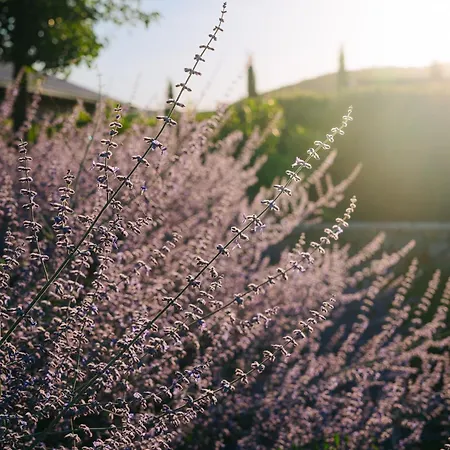 Il Foionco Farm stay Massa Marittima