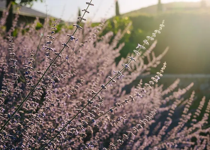 Il Foionco 农家乐 马萨马里蒂马